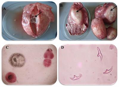 Epidemiological, Morphometric, and Molecular Investigation of Cystic Echinococcosis in Camel and Cattle From Upper Egypt: Current Status and Zoonotic Implications